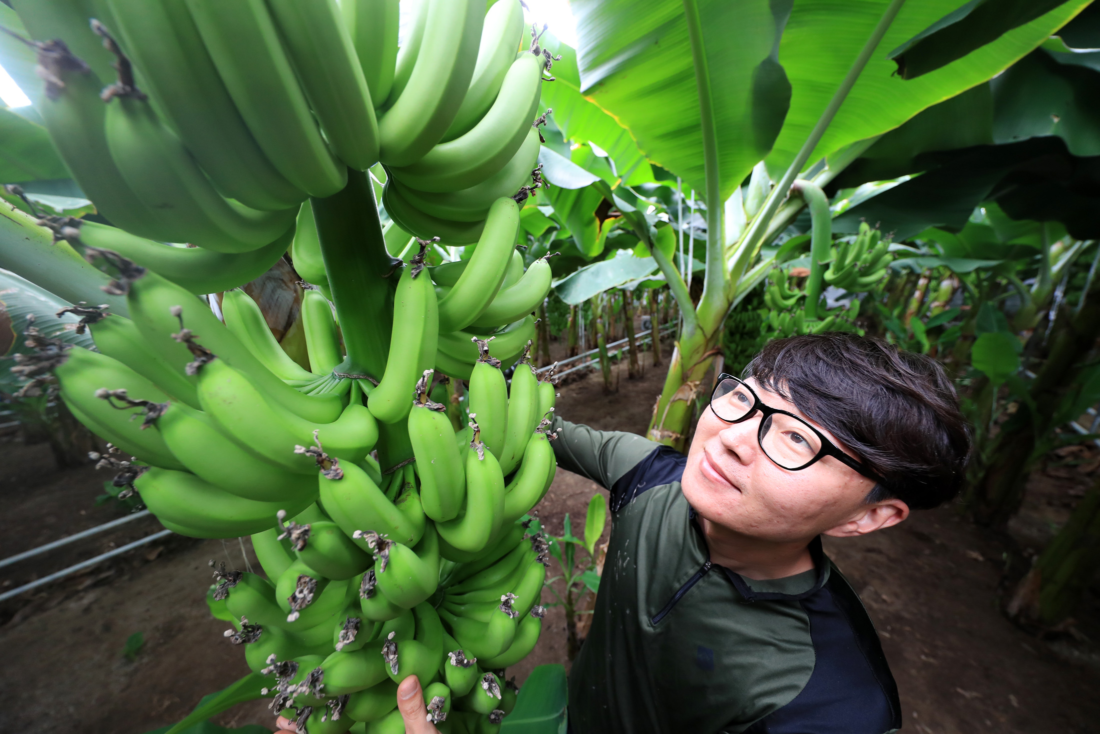 바나나 대량 재배 성공 산청 생비량면 청년 농업창업 강승훈 대표 1-1.jpg