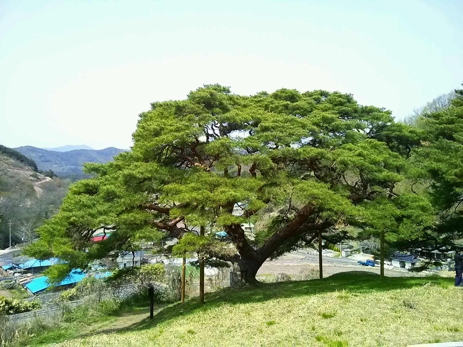 의령 성황리의 소나무-천연기념물359호 (2).jpg